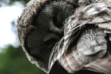 The great grey owl