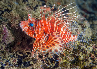 Lionfish on coral background. Macro photography of underwater life