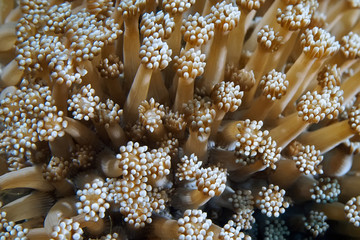 Soft coral of the family Xeniidae close-up