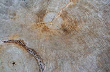 Old stump of a felled tree.