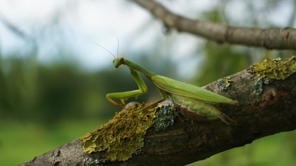 praying mantis