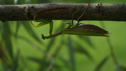 praying mantis