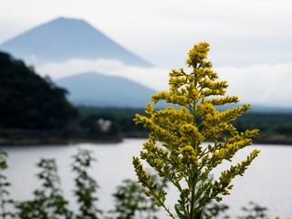 Wildflowers and silhouette of Mount Fuji at Lake Shojiko, one of Fuji Five Lakes - Yamanashi...