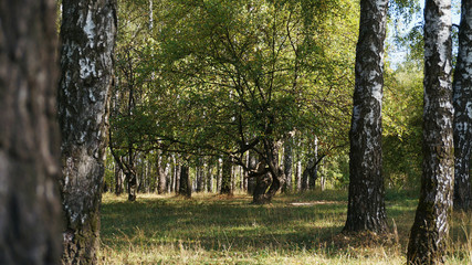 view of the twisted tree