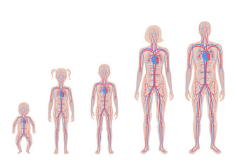 circulatory system anatomy