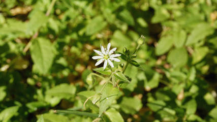 white flower with stamens on a green background