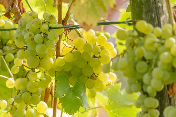 Weintrauben h&auml;ngen an einer Weinrebe