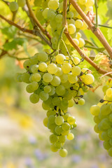 Weintrauben hängen an einer Weinrebe