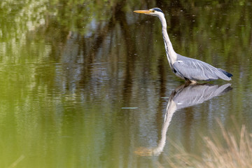 Grey Heron on still water fishing