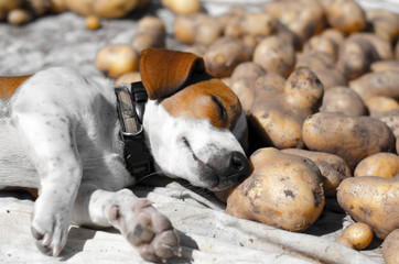 Sleeping Dog with potatoes © Jhon.D_Graph