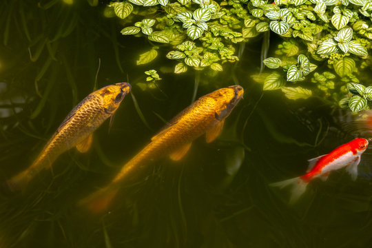 gold fish in a pond three