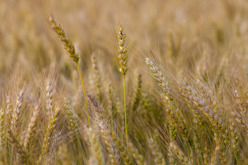 Fototapeta premium Campo de trigo (Triticum spp)​ 