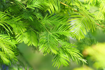 Relic tree, Metasequoia glyptostroboides, green branch close-up. Natural green background, sunlight