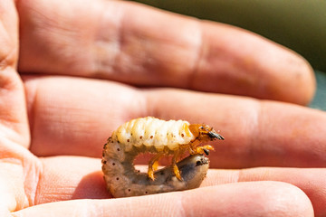 The larva of the may beetle in the palm
