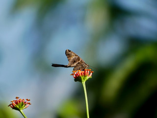 IQUITOS, PERÚ - JULY, 18, 2019: Amazon butterfly resting in a leaf.