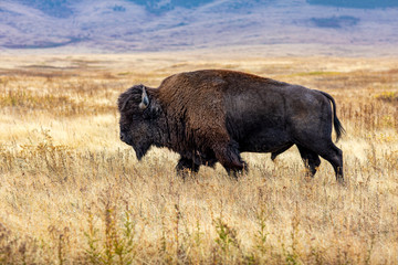 Bison - National Bison Range