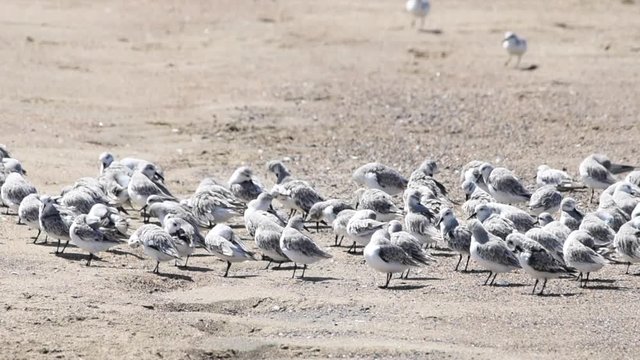 HD video of western sandpipers clustered together on sandy beach preening vigorously. 