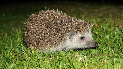 hedgehog in grass