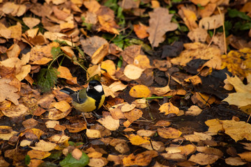 Parus by the water in yellow autumn leaves