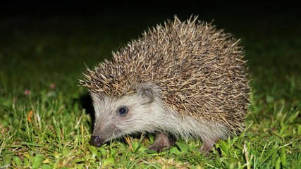 hedgehog in garden