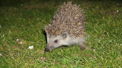 hedgehog in grass