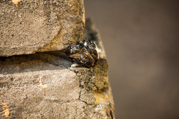 Molten piece of plastic in the cracked corner of a stone wall