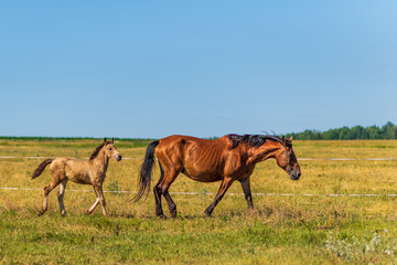 Naklejka na ściany i meble Adult horse and a young foal graze on the field against the sky.