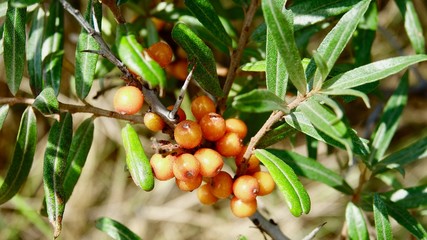 Sanddorn an der Nordseeküste, Pflanze und Beeren
