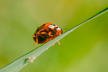 little red lady bug on green summer meadow