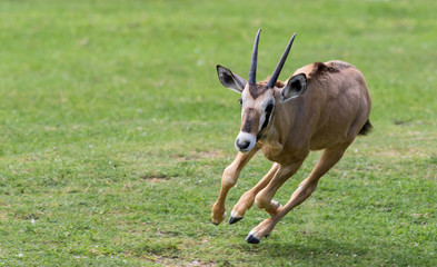 Calf running and jumping.