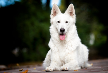 white swiss dog in autumn park