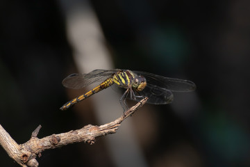 dragonfly