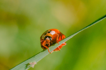 little red lady bug on green summer meadow