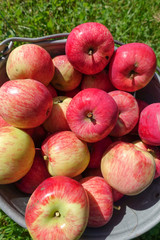 A bucket of freshly picked organic apples. Harvest concept