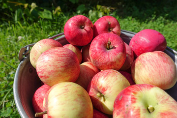 A bucket of freshly picked organic apples. Harvest concept