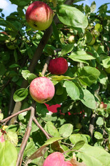 Red apples on a branch of an apple tree. Harvest concept