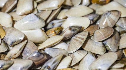 Close-up of stack of clams