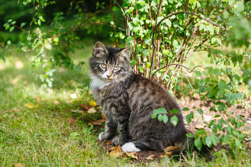 Beautiful homeless tricolor kitten