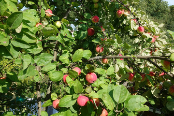 Red apples on a branch of an apple tree. Harvest concept