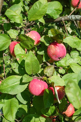 Red apples on a branch of an apple tree. Harvest concept