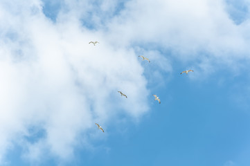 birds in the sky