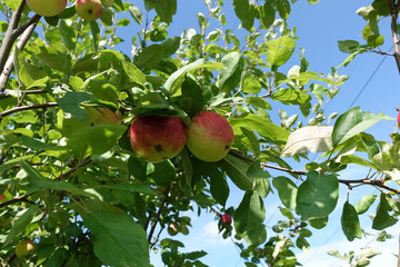 Red apples on a branch of an apple tree. Harvest concept