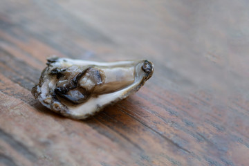 One shell oysters without the upper sash rests on a wooden surface. Selective focus. Macro. Copy space.