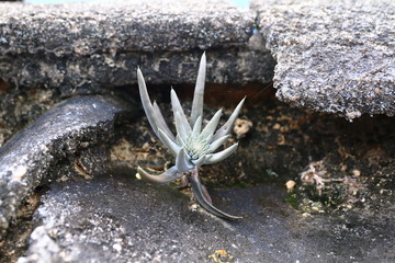 The Wa-song in Korean is a medicinal plant