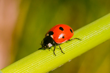 little red lady bug on green summer meadow