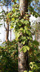Set of forest plants