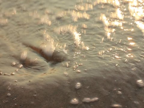 Washed up beach shell is dislodged by the foamy sea waves streaks and disappears from screen leaving only wet sand grains soaking water at sunset.