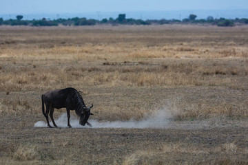 Obraz na płótnie Canvas wildebeest in africa