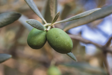 Obraz premium Olive tree branch with fruits closeup