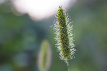 close up of grass